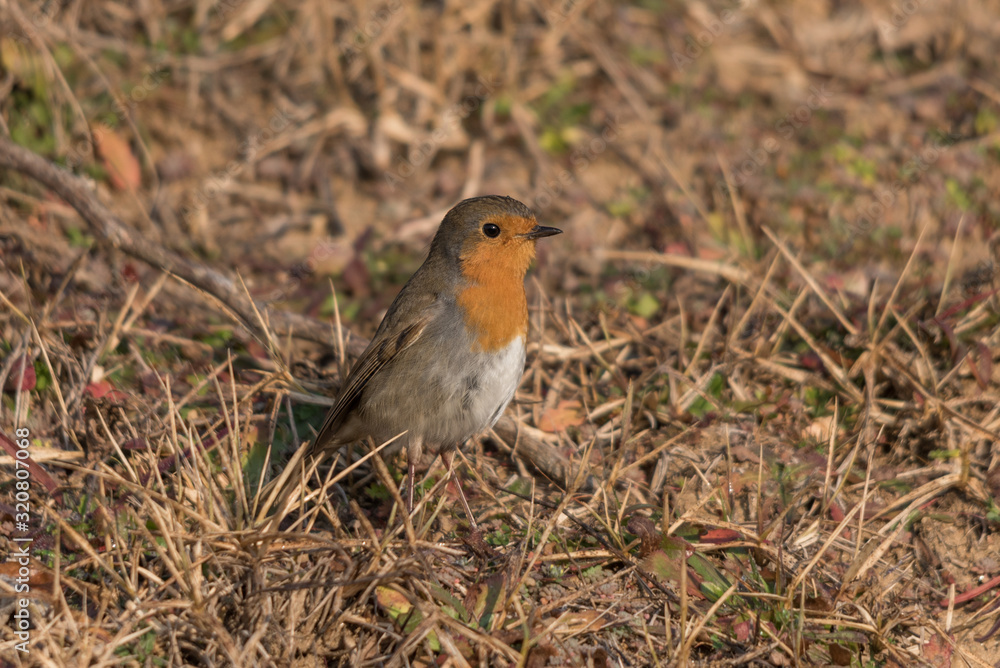 A european robin on the ground searching for food A european robin on the ground searching for food