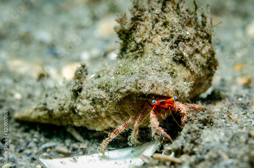 Blue-eye Hermit Crab at Blue Heron Bridge in Florida