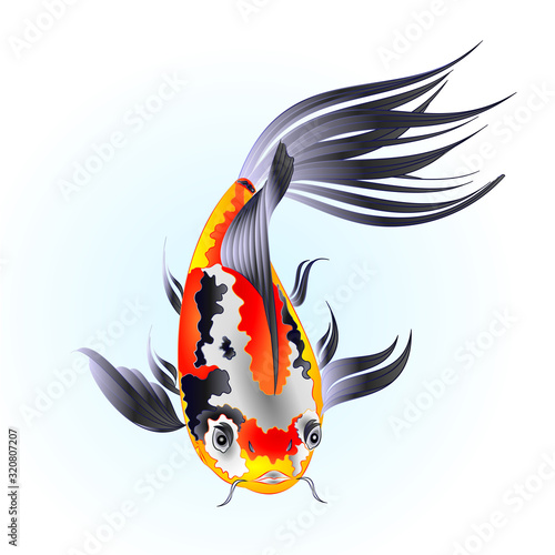 Fish beautiful  Japanese  carp koi  traditional on water blue background watercolor vintage vector illustration editable hand draw