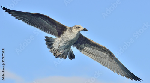 Flying Juvenile Kelp gull (Larus dominicanus), also known as the Dominican gull and Black Backed Kelp Gull. Blue sky background. False Bay, South Africa