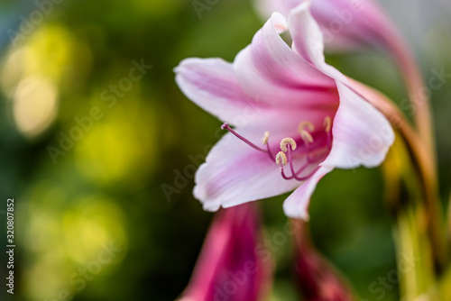 Fototapeta Naklejka Na Ścianę i Meble -  Primer plano de una flor de azucena (lilium) color rosa, con fondo difuminado 