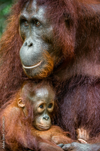 Mother orangutan and cub in a natural habitat. Bornean orangutan (Pongo  pygmaeus wurmmbii) in the wild nature. Rainforest of Island Borneo. Indonesia. © Uryadnikov Sergey