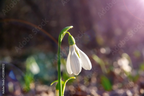 First snowdrops in the forest.