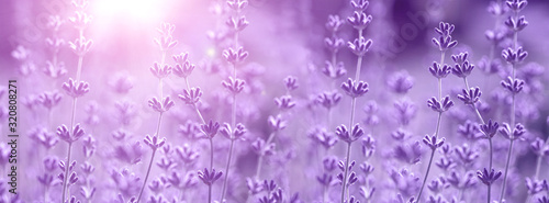 Lavender flower on the field.