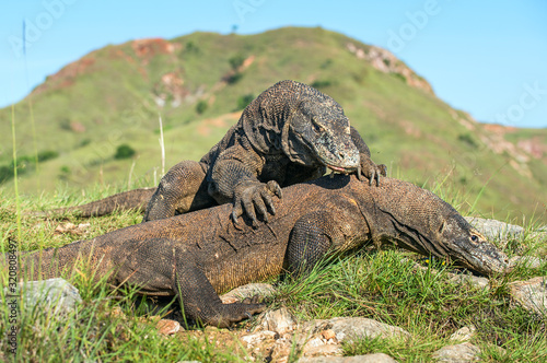 The Fighting Comodo dragon (Varanus komodoensis) for domination. It is the biggest living lizard in the world. Island Rinca. Indonesia.