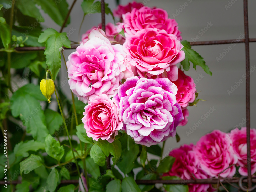 A bunch of pink roses blooming on a terrace in summer