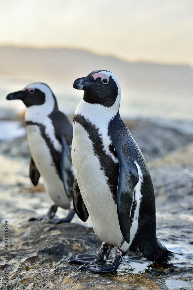 Obraz premium African penguins (spheniscus demersus) go ashore from the ocean at evening twilight. African penguin (spheniscus demersus) at the Boulders colony. South Africa.