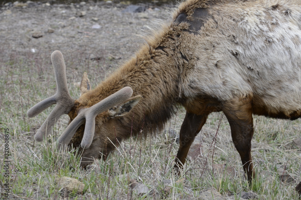 Fototapeta premium elk in yellowstone national park