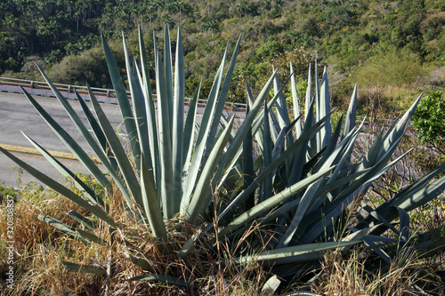 Agave by the road. Cuba