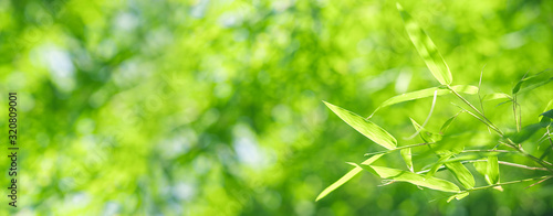 Bamboo leaves  Green leaf on blurred greenery background. Beautiful leaf texture in sunlight. Natural background. close-up of macro with free space for text.