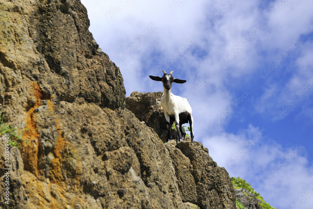 Goat stands on the rock looking at the camera in Lanyu island