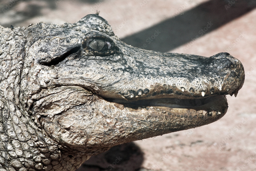 Obraz premium Mississippi-Alligator