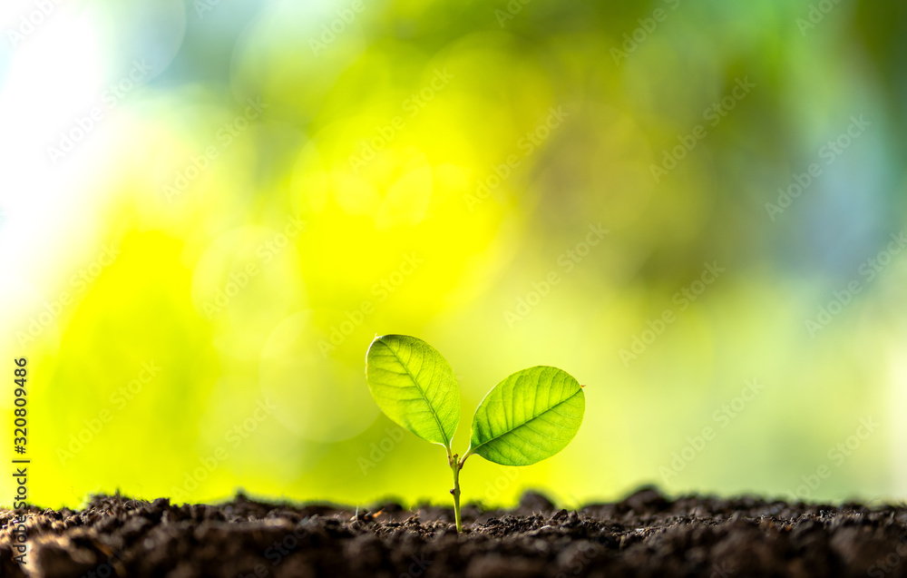 Small tree on the ground, nature Green background Small tree on the ground, nature Green background