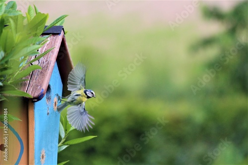 Vogel im Flug photo