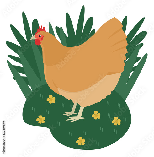 A free range chicken marches along in green grass The Orpington Cartoon flat style Organic farm Summer decorative banner Countryside and farmland, agricultural industrial Vector illustration