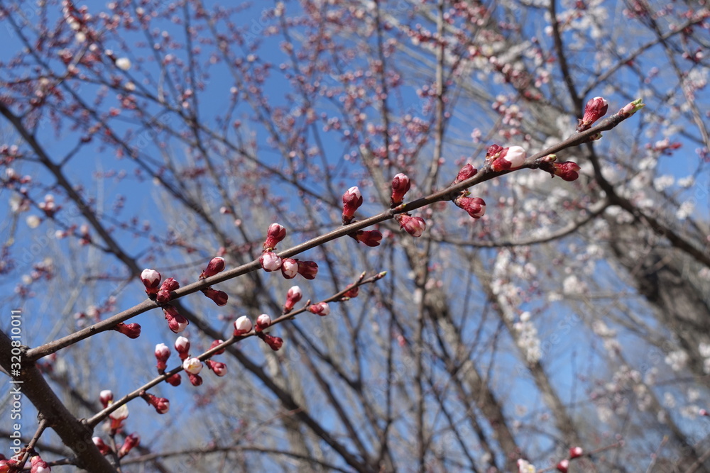 Half opened flower buds of apricot tree against blue sky in spring