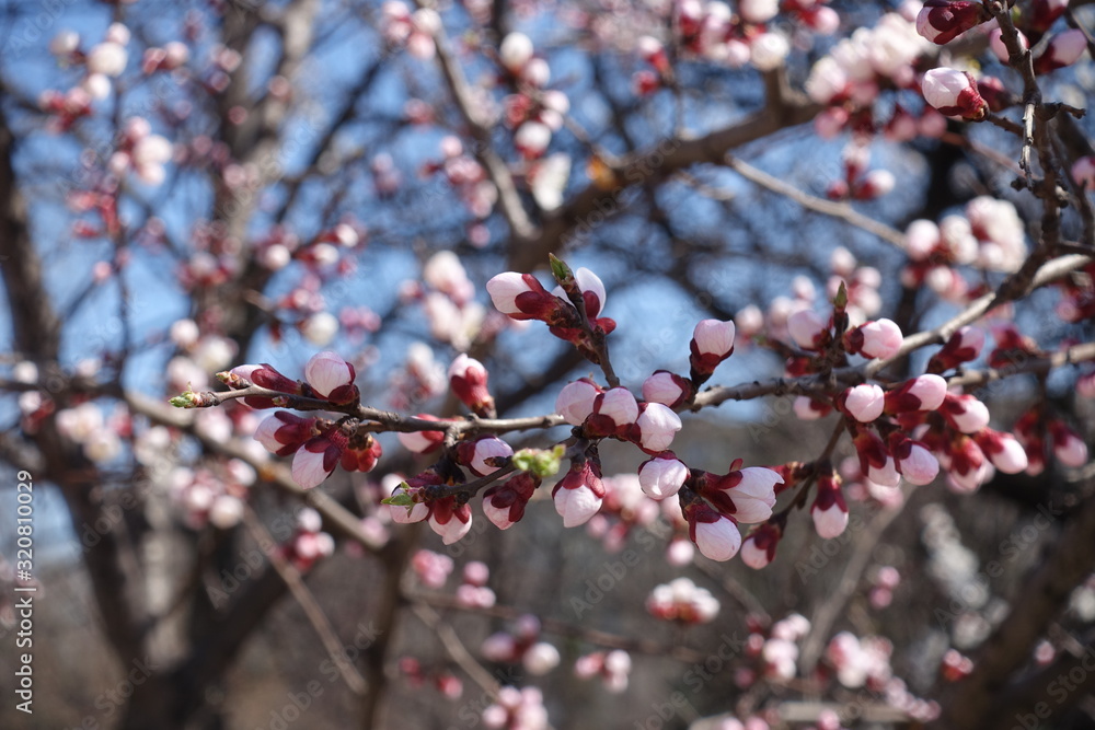 Light pink opening flower buds of apricot tree against blue sky Light pink opening flower buds of apricot tree against blue sky