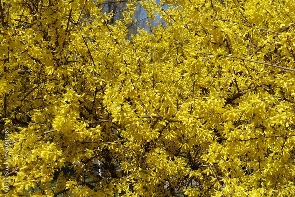 Background - lots of yellow flowers of forsythia in April Background - lots of yellow flowers of forsythia in April