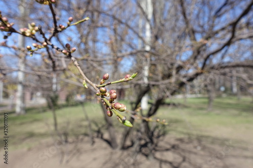 Canvas Print Closeup of closed buds on branch of plum in early spring