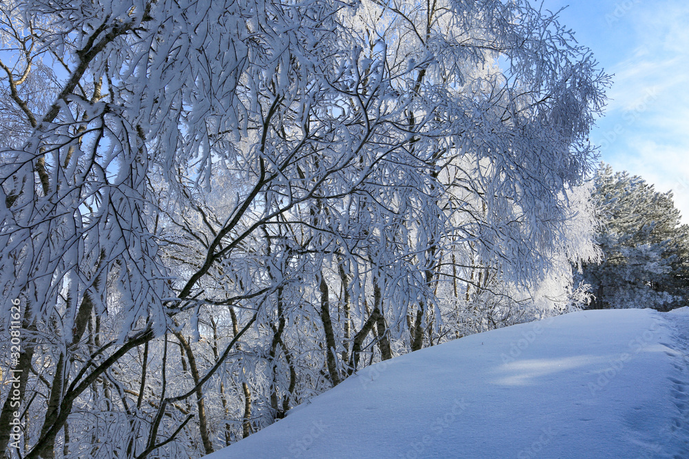 Fototapeta premium Beautiful winter landscape. Snowy forest