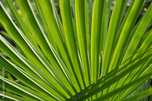 Palme Palmwedel Bl  tter Struktur Hintergrund Gr  n Pflanze Licht Schatten 