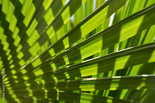 Palme Palmwedel Blätter Struktur Hintergrund Grün Pflanze Licht Schatten 