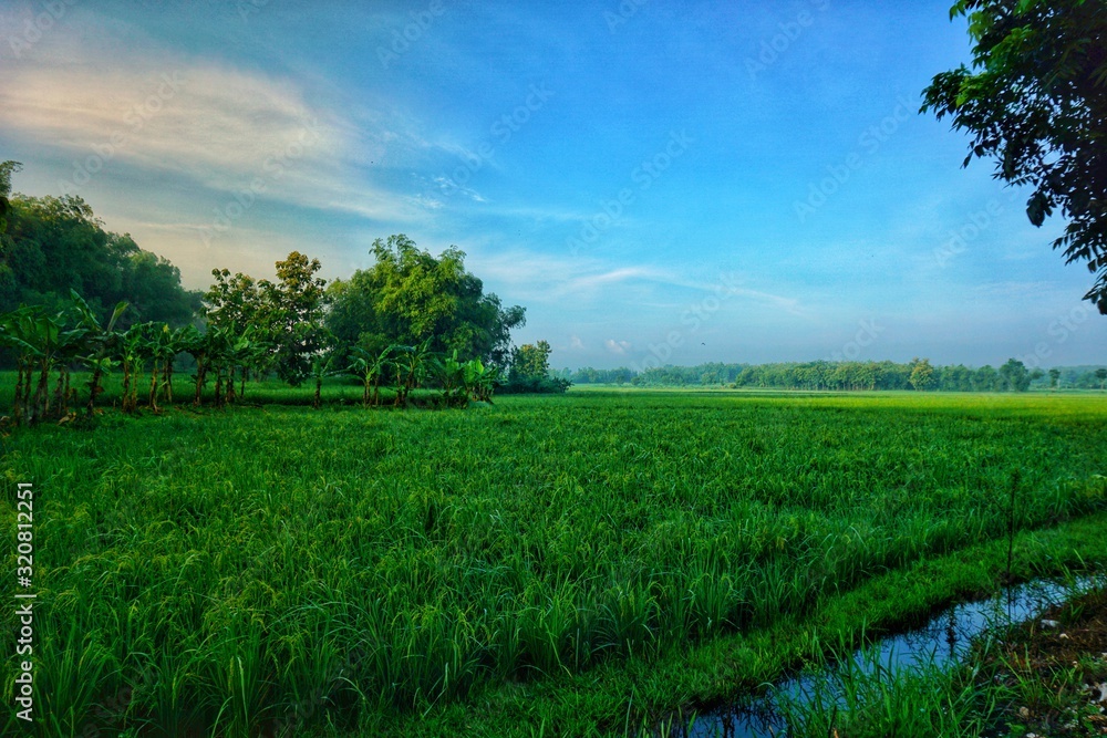 field, sky, landscape, grass, green, nature, meadow, summer, tree, blue, agriculture, rural, cloud, farm, spring, forest, sun, land, plant, countryside, clouds, horizon, country, outdoor, rice field, sky, landscape, grass, green, nature, meadow, summer, tree, blue, agriculture, rural, cloud, farm, spring, forest, sun, land, plant, countryside, clouds, horizon, country, outdoor, rice