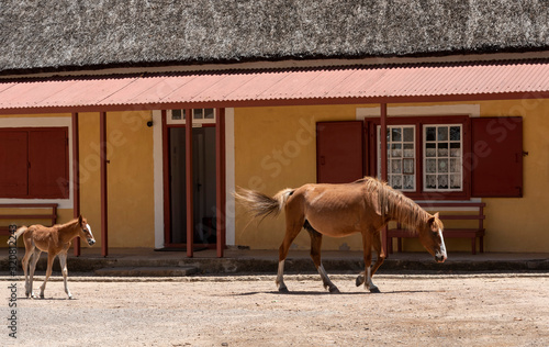 Genadenal, Western Cape, South Africa. Dec 2019. Pony and foal walking through the historic town of Genadenal, Overberg region of South Africa. photo