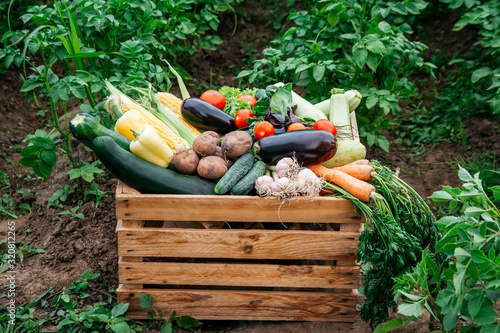 Fresh organic vegetables in a wooden box on the background of a vegetable garden. Concept of biological, bio products, bio ecology, grown by yourself, vegetarians