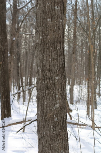 Sugar Maple (acer saccharum) tree bark close-up in winter