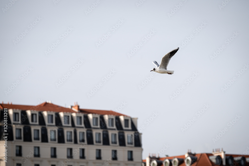 Mouette qui vole