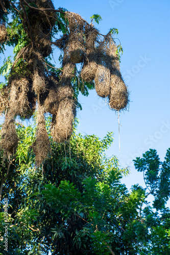 Guachos nest photo