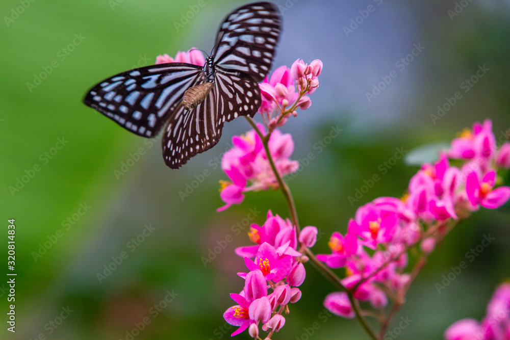Tirumala septentrionis, the dark blue tiger butterfly Tirumala septentrionis, the dark blue tiger butterfly