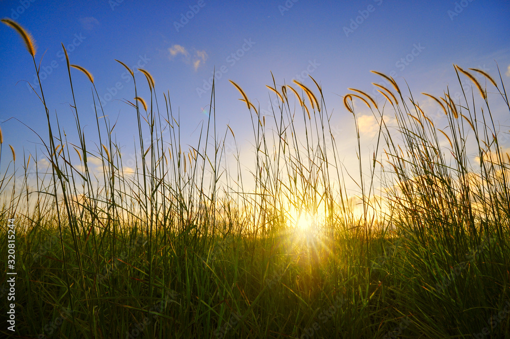 Fototapeta premium Beautiful green grass during sunset scenery for wallpaper