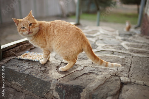 Canvas Print Lovely ginger cat eating outdoor on a stone floor.