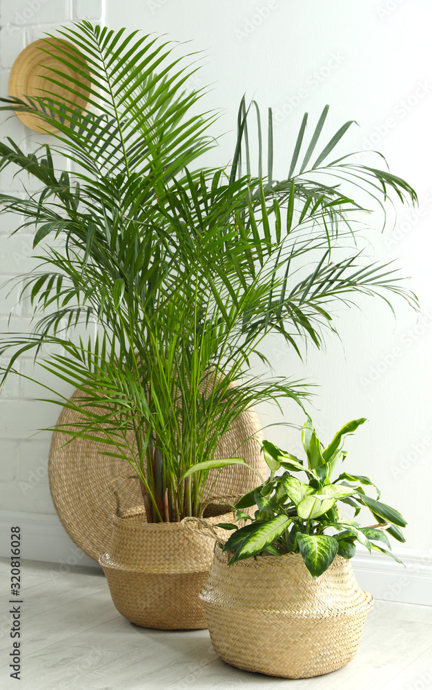 Fototapeta premium Houseplants in wicker pots on floor indoors. Interior design