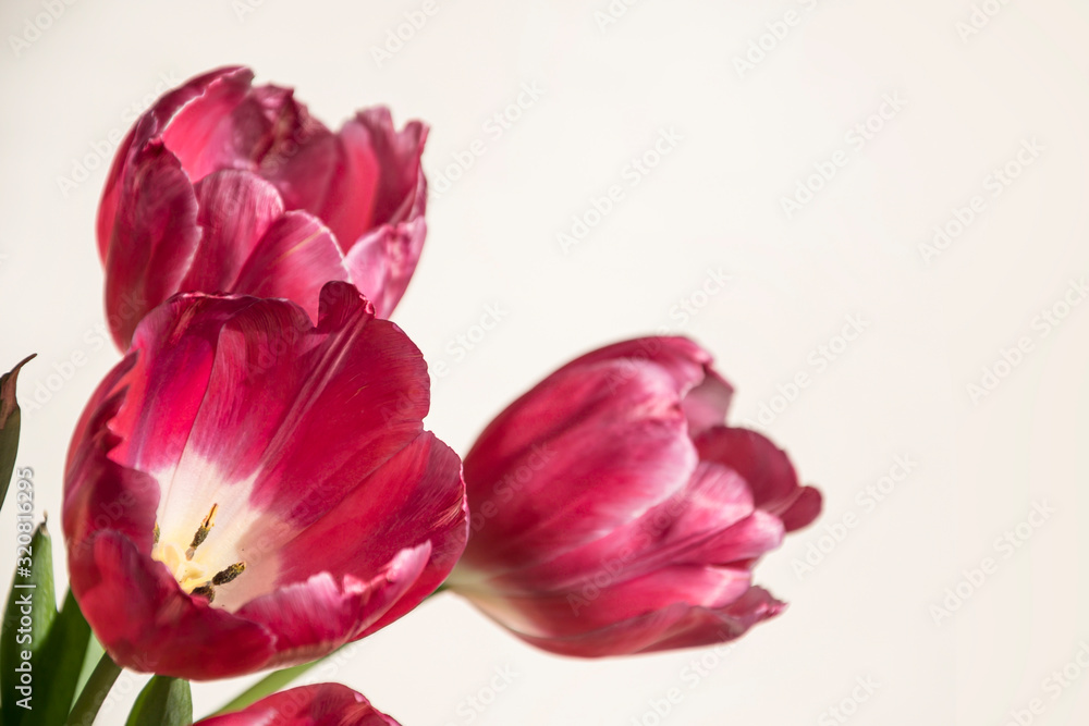 Obraz premium Beautiful romantic lilac tulips on a pure white background. Horizontal view. Close-up. Copy space.