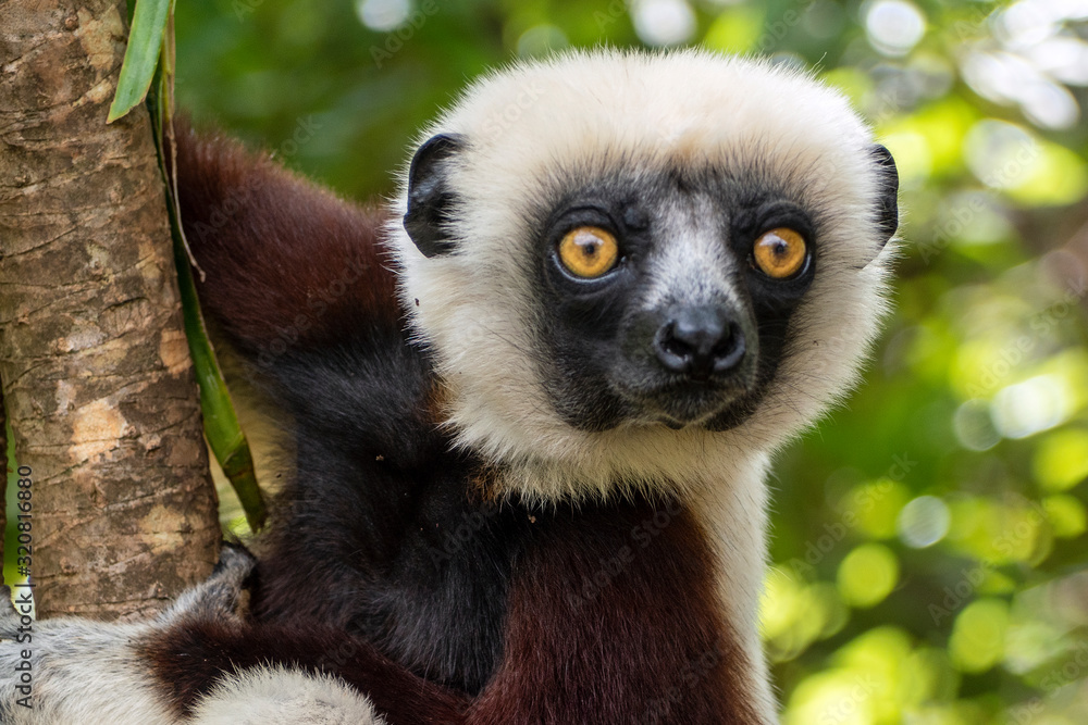 Fototapeta premium Lemur