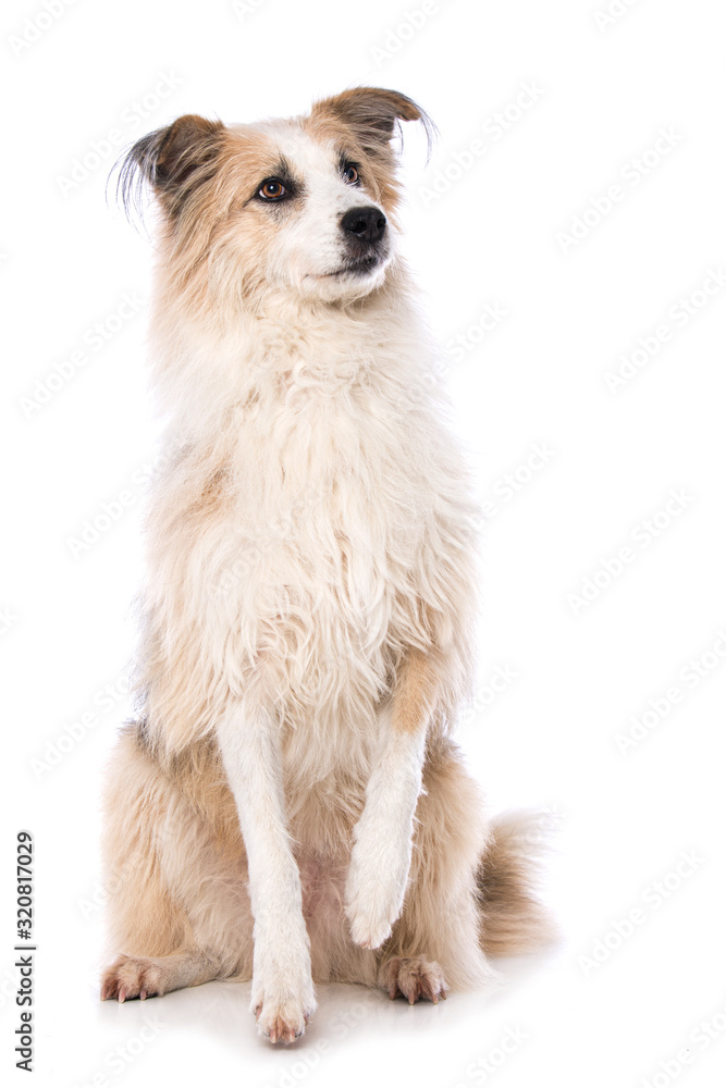 Obraz premium Cute cross breed dog lift the paw