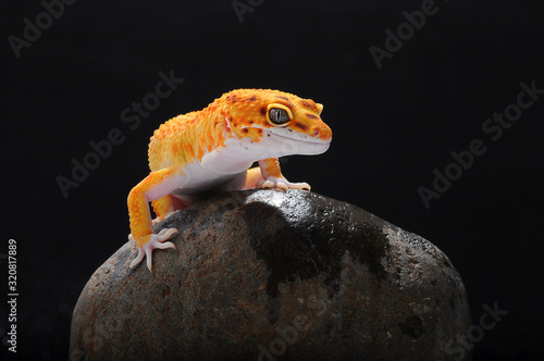 Gecko, Leopard Lizard Gecko, Leopard Gecko,