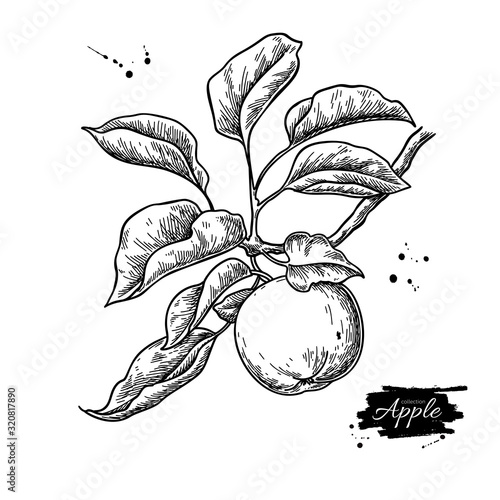 Apple vector drawing. Hand drawn tree branch with fruit and leaves. Summer food engraved style illustration.