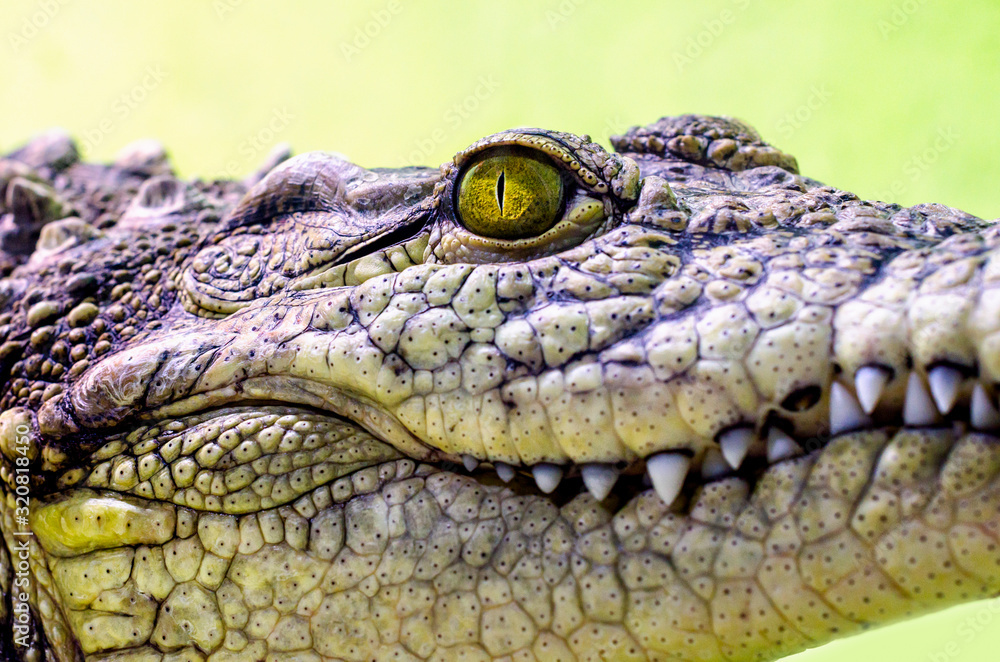 Fototapeta premium crocodile head isolated close up on a green background