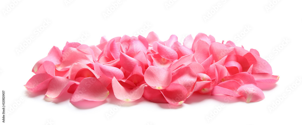 Fototapeta premium Pile of fresh pink rose petals on white background