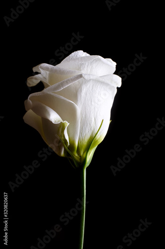 White rose flower close-up on a black background. Floral design.
