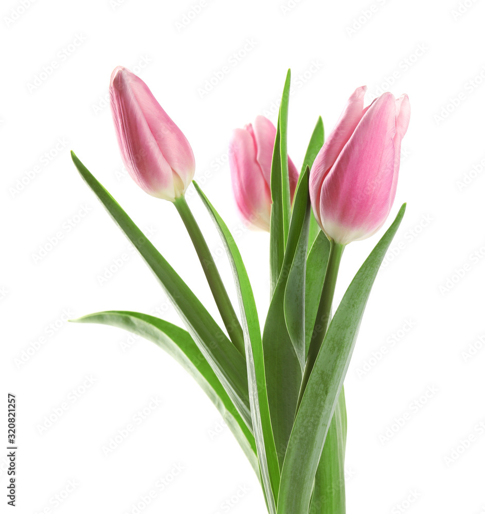 Beautiful pink spring tulips on white background Beautiful pink spring tulips on white background