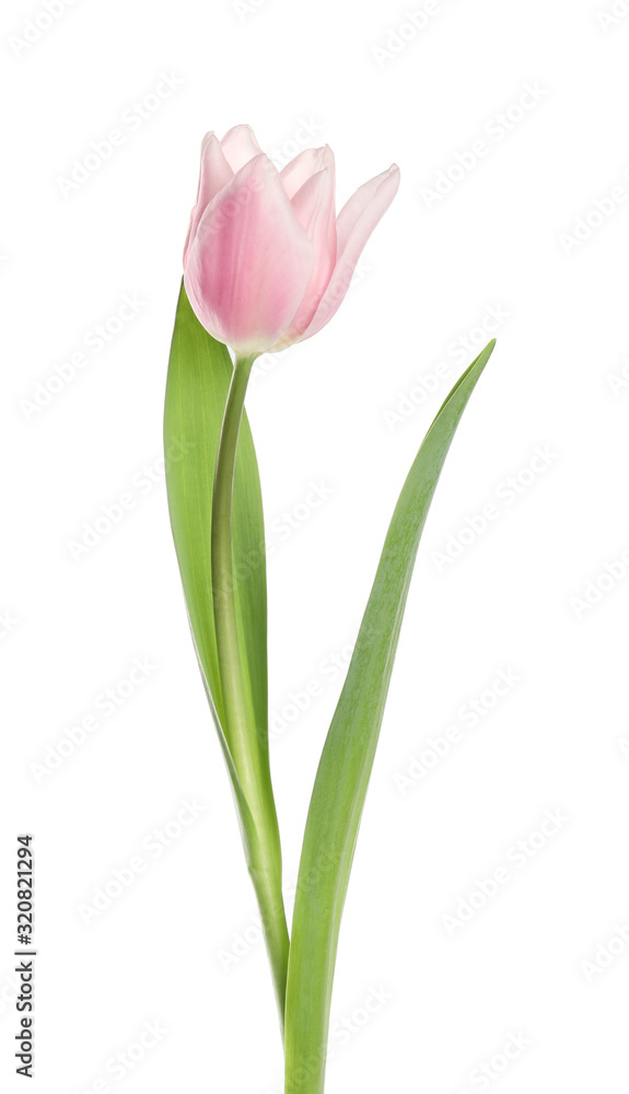 Beautiful pink spring tulip on white background Beautiful pink spring tulip on white background