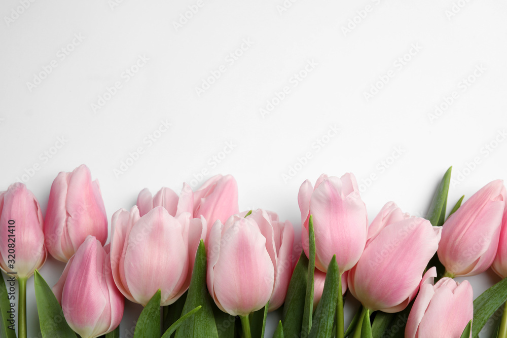 Beautiful pink spring tulips on white background, top view Beautiful pink spring tulips on white background, top view