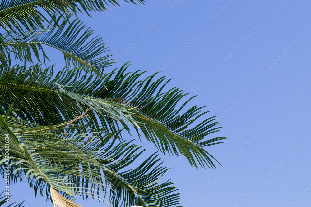 palm leaves against blue sky