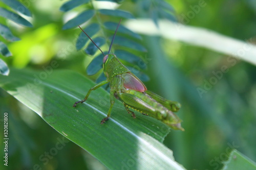 Green grasshopper on the leaves in the morning © ayska17