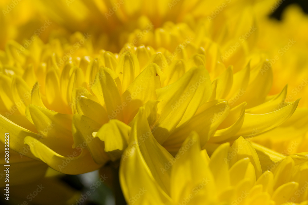 blooming bright yellow chrysanthemums close-up blooming bright yellow chrysanthemums close-up